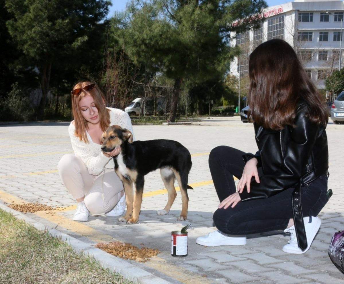 Kamp&uuml;steki hayvanlar pandemi d&ouml;neminde de yalnız bırakılmıyor