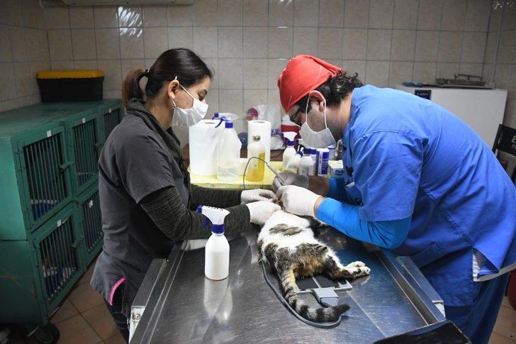 Kemer’de bir ayda 27 sokak hayvanı sahiplendirildi G4