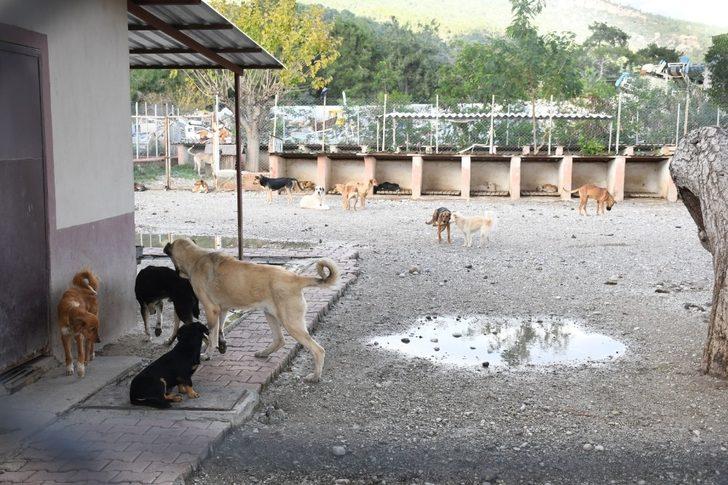 Kemer’de bir ayda 27 sokak hayvanı sahiplendirildi G5