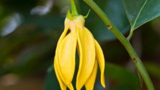 Afrodizyak etkili parfümler: Yüzyıllardır kullanılan bu koku orgazmı tetikliyor!