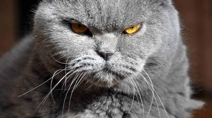 Acil iniş: Kokpite gizlice giren kedi pilota saldırdı!