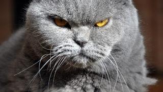 Acil iniş: Kokpite gizlice giren kedi pilota saldırdı!