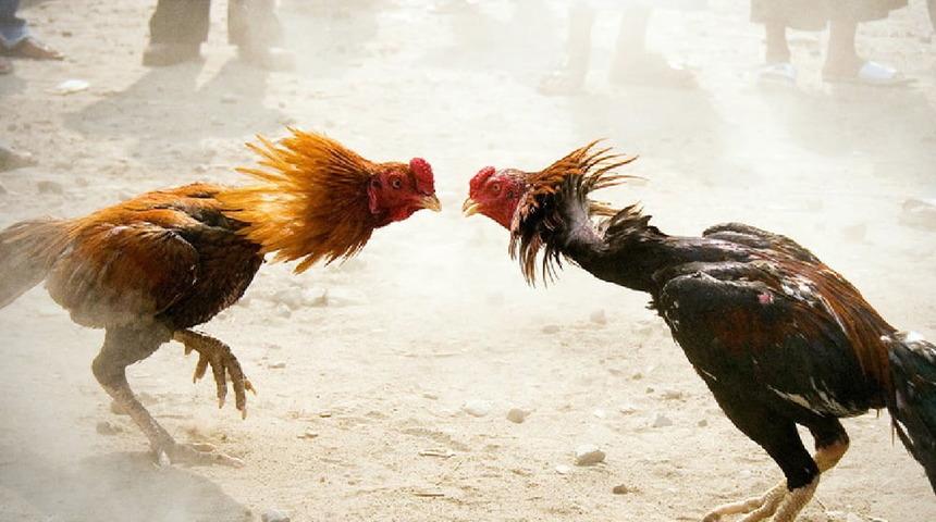 Hindistan'da dövüş horozu sahibinin ölümüne neden oldu
