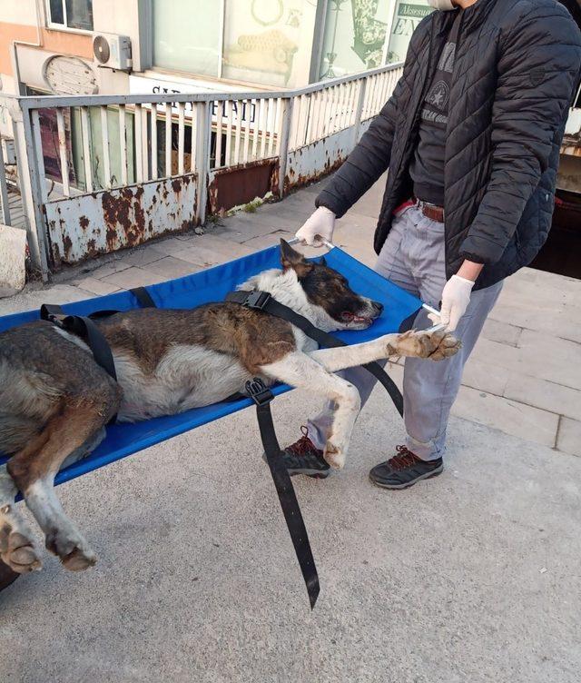 Devrek’te bacağı kırılan sokak köpeği tedavi altına alımdı