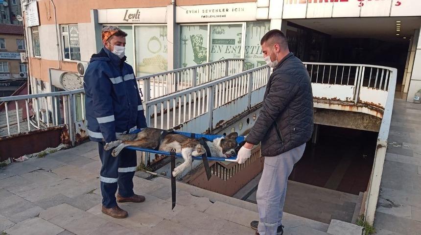 Devrek&rsquo;te bacağı kırılan sokak k&ouml;peği tedavi altına alımdı