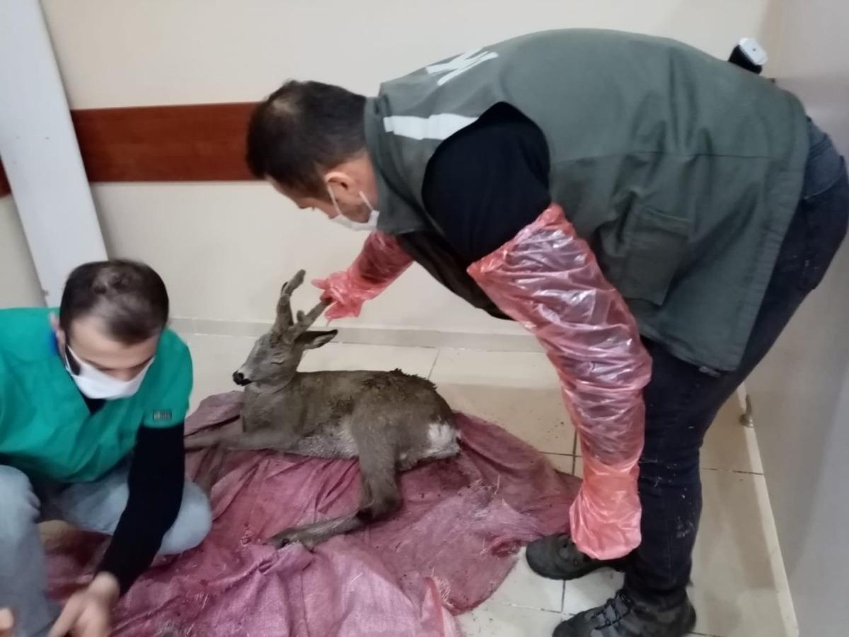 Artvin&rsquo;de ormanlık alanda bulunan yaralı karaca tedavi altına alındı