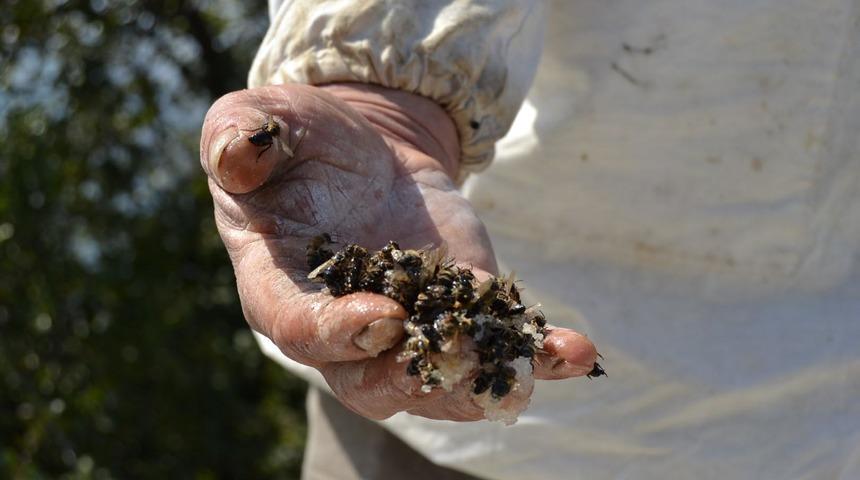 Tarım ilacından zehirlenen 100 bin bal arısı telef oldu