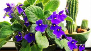 Menekşe bakımı nasıl yapılır? Menekşelerin çiçek açmamasının en yaygın nedeni...