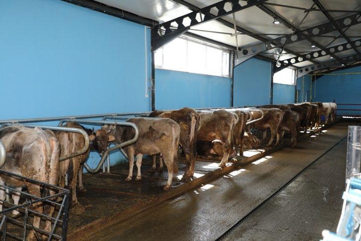 Bu projeyle çiftçiler 22 bin hayvana kavuştu G3