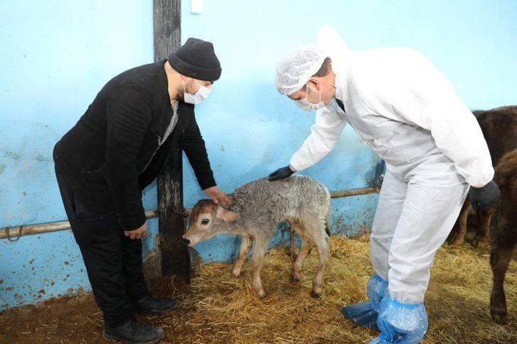 Bu projeyle çiftçiler 22 bin hayvana kavuştu G4