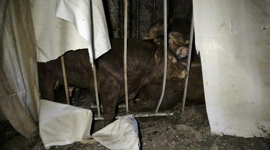 Büyükbaş hayvan taşıyan TIR devrildi