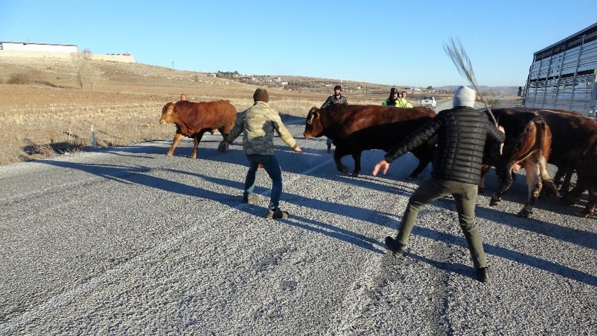 Devrilen tırdan boğalar yola ka&ccedil;tı, yakalamak kolay olmadı