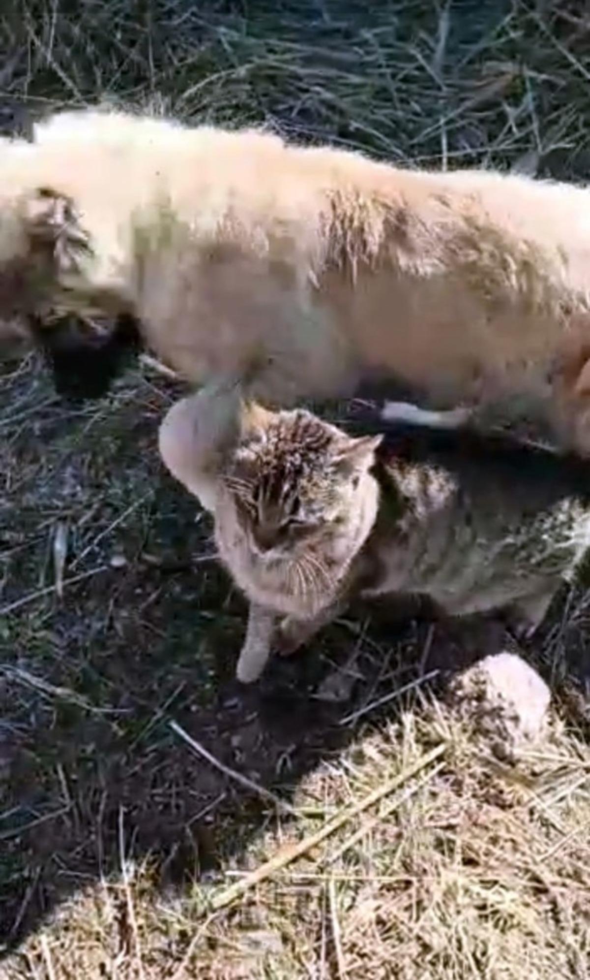 K&ouml;pekle kedinin arkadaşlığı kamerada