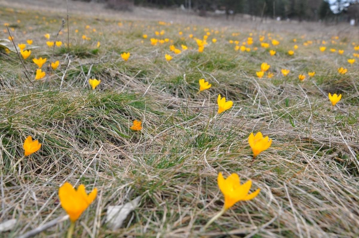 G&ouml;lc&uuml;k Yaylası&rsquo;nda doğal g&ouml;rsel ş&ouml;len
