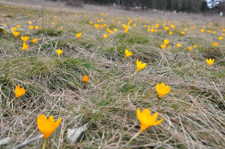 Gölcük Yaylası’nda doğal görsel şölen G1