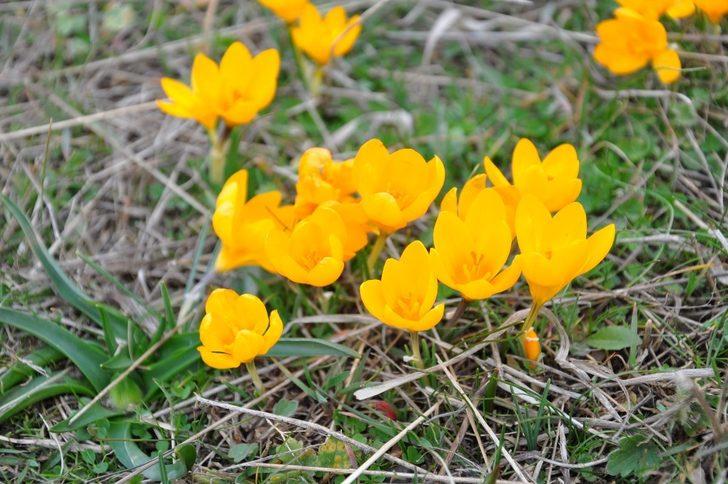 Gölcük Yaylası’nda doğal görsel şölen G2