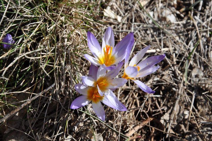 Gölcük Yaylası’nda doğal görsel şölen G3