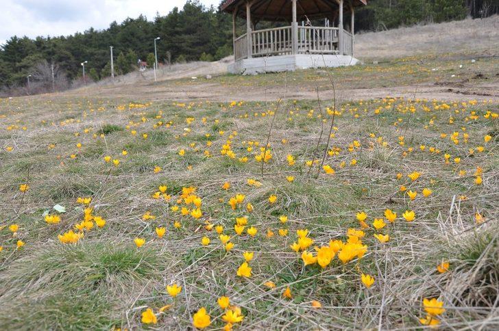 Gölcük Yaylası’nda doğal görsel şölen G5