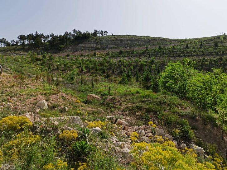 Emet’te ağaçlandırma çalışmaları G3