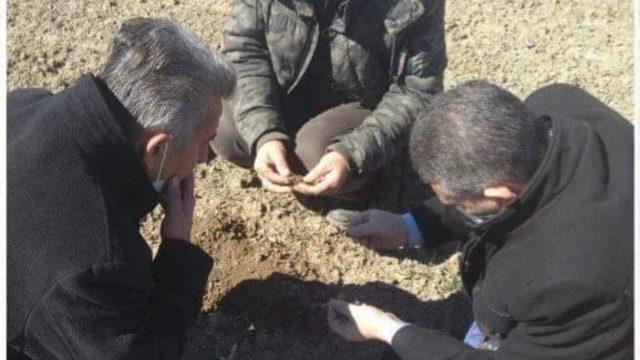 Altıntaş’ta buğday zararlısı kurt kontrolleri