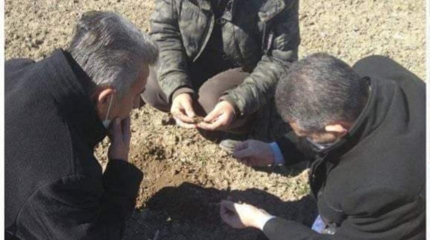 Altıntaş’ta buğday zararlısı kurt kontrolleri