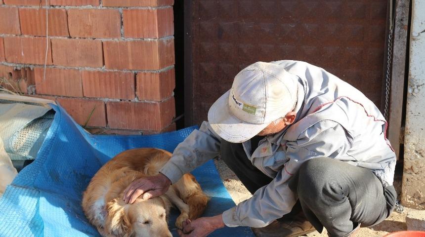 Köpeğinin vurulduğunu veterinere götürünce anladı