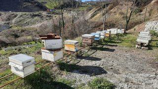 ZAYBİR Başkanı: Arıcılık yapan gençler 20 arıdan 30 bin lira kazanabilir