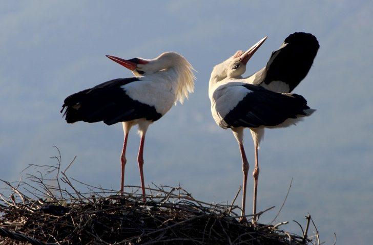 Baharın müjdecisi Leylekler geldi G1
