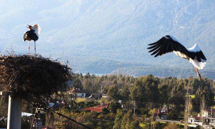 Baharın müjdecisi Leylekler geldi G2