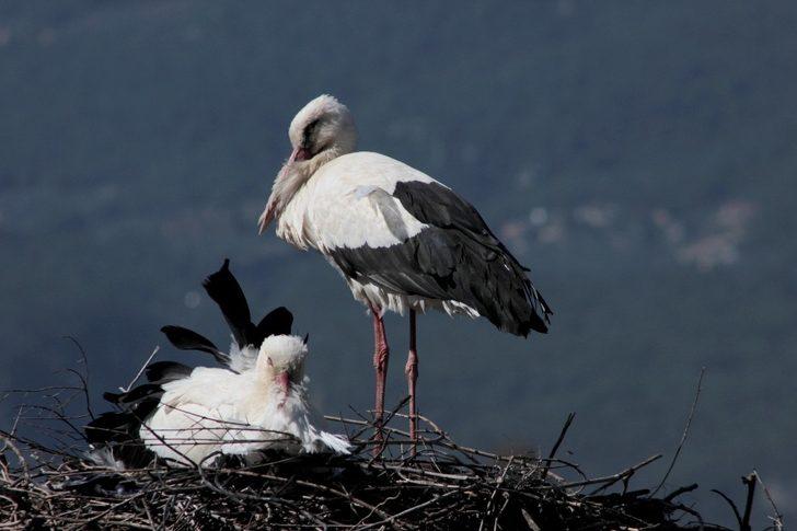 Baharın müjdecisi Leylekler geldi G3