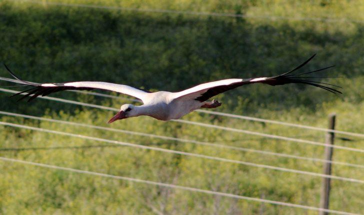 Baharın müjdecisi Leylekler geldi G4