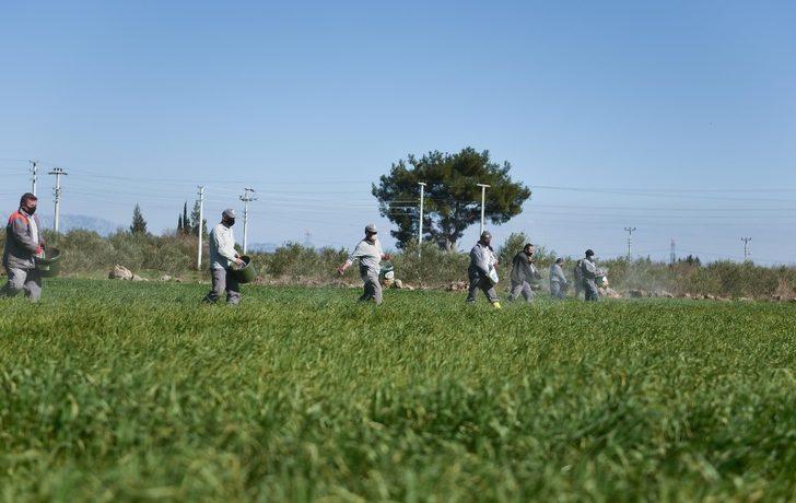 Kepez buğday tarlalarına gözü gibi bakıyor G4
