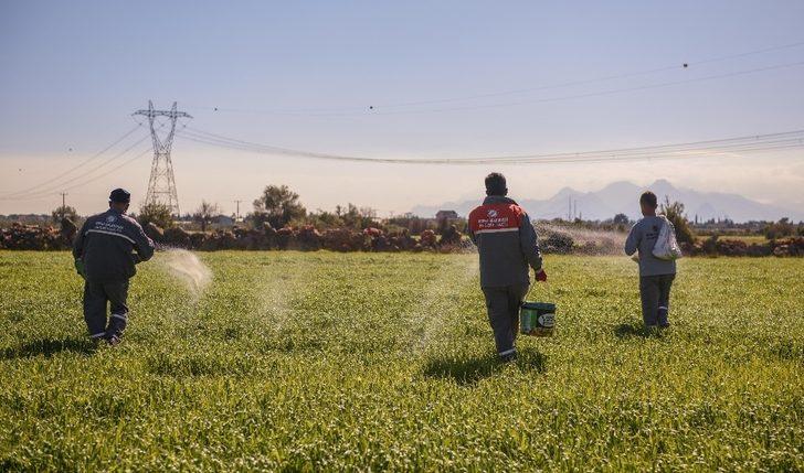 Kepez buğday tarlalarına gözü gibi bakıyor G5