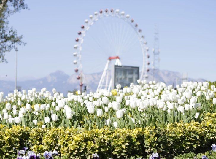 Antalya’da açan 161 bin lale ve sümbül görenleri hayran bırakıyor G3