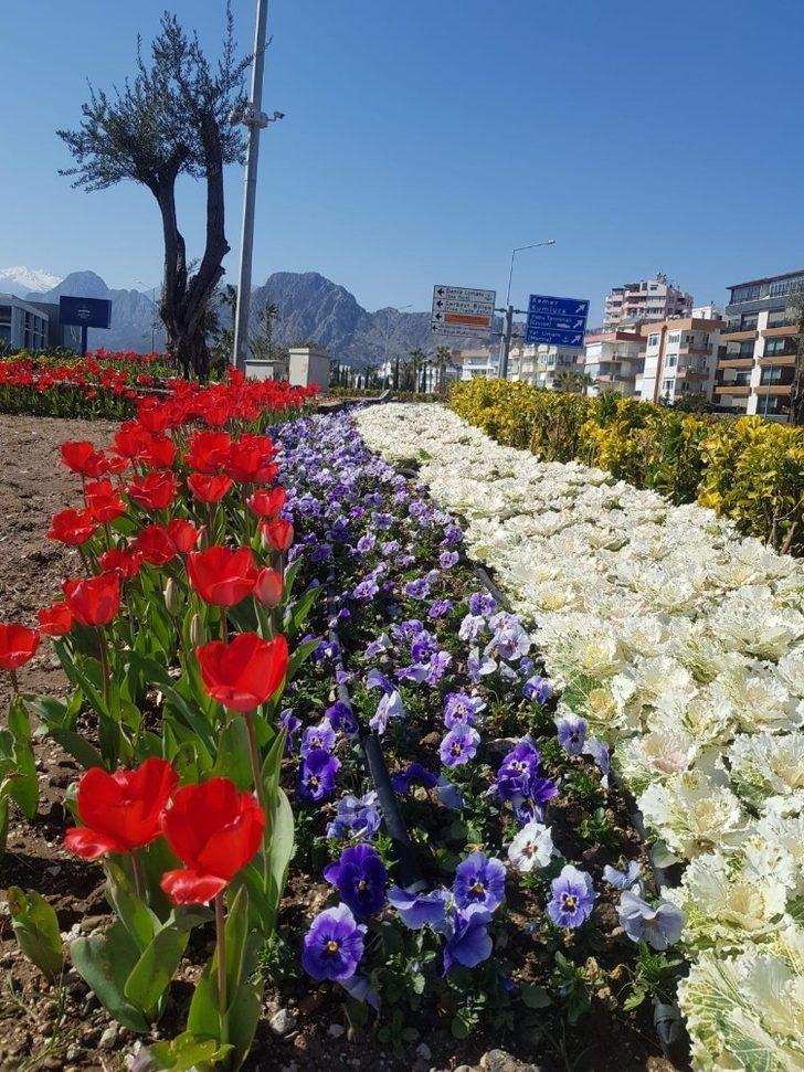 Antalya’da açan 161 bin lale ve sümbül görenleri hayran bırakıyor G5