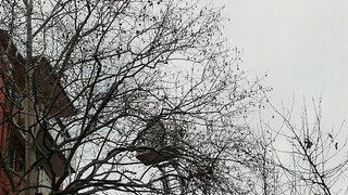 Dalda asılı kaldığını fark edince... Kocaeli'de karga kurtarma operasyonu!