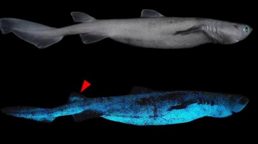 Yeni Zelanda'da ışık saçan dev köpek balığı keşfedildi