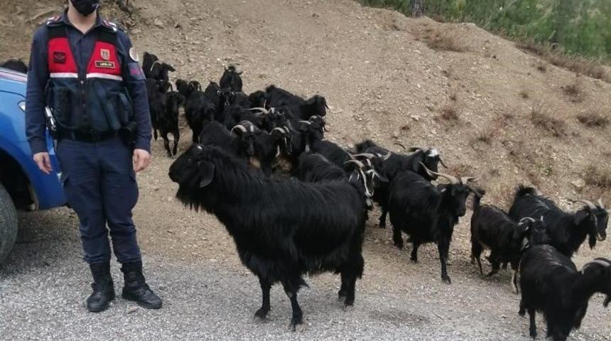 Fatma teyzenin kaybolan ke&ccedil;ilerini jandarma buldu