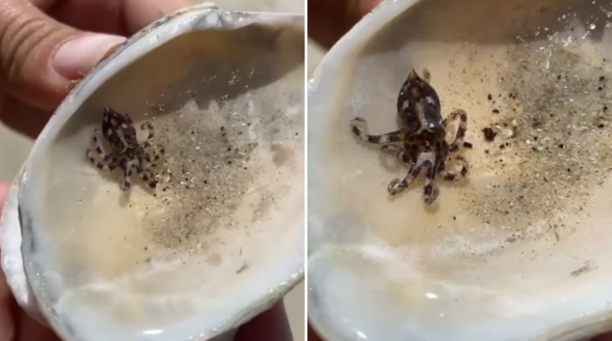 Denize girenlere uyarı: Göründüğü gibi değil, ölümcül! 