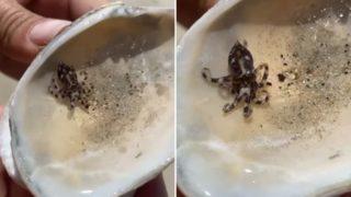 Denize girenlere uyarı: Göründüğü gibi değil, ölümcül! 