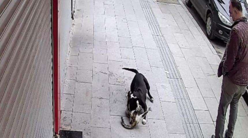 Hatay'da pitbull dehşeti