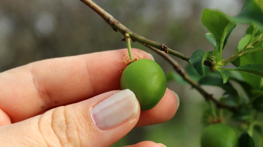Bu erikler sofralık değil tadımlık! Çeyrek altını solladı: Kilosu 800 TL'nin üzerinde
