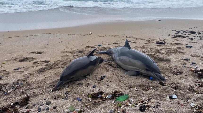 Beykoz Riva'da iki ölü yunus karaya vurdu