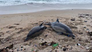 Beykoz Riva'da iki ölü yunus karaya vurdu