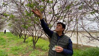 Erik pastırma fiyatlarını geçti gram altınla yarışıyor!