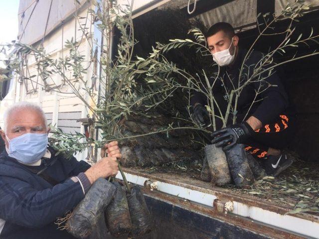 Silifke’de çiftçilere 25 bin zeytin fidanı dağıtıldı