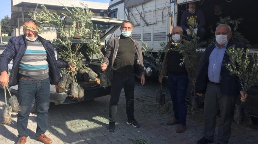 Silifke&rsquo;de &ccedil;ift&ccedil;ilere 25 bin zeytin fidanı dağıtıldı
