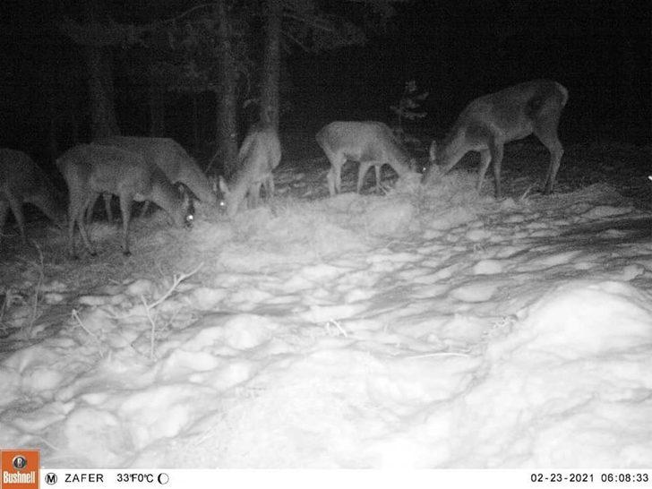 Türkmen Dağı’ndaki geyikler fotokapanla görüntülendi G2