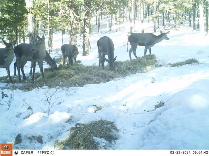 Türkmen Dağı’ndaki geyikler fotokapanla görüntülendi G3