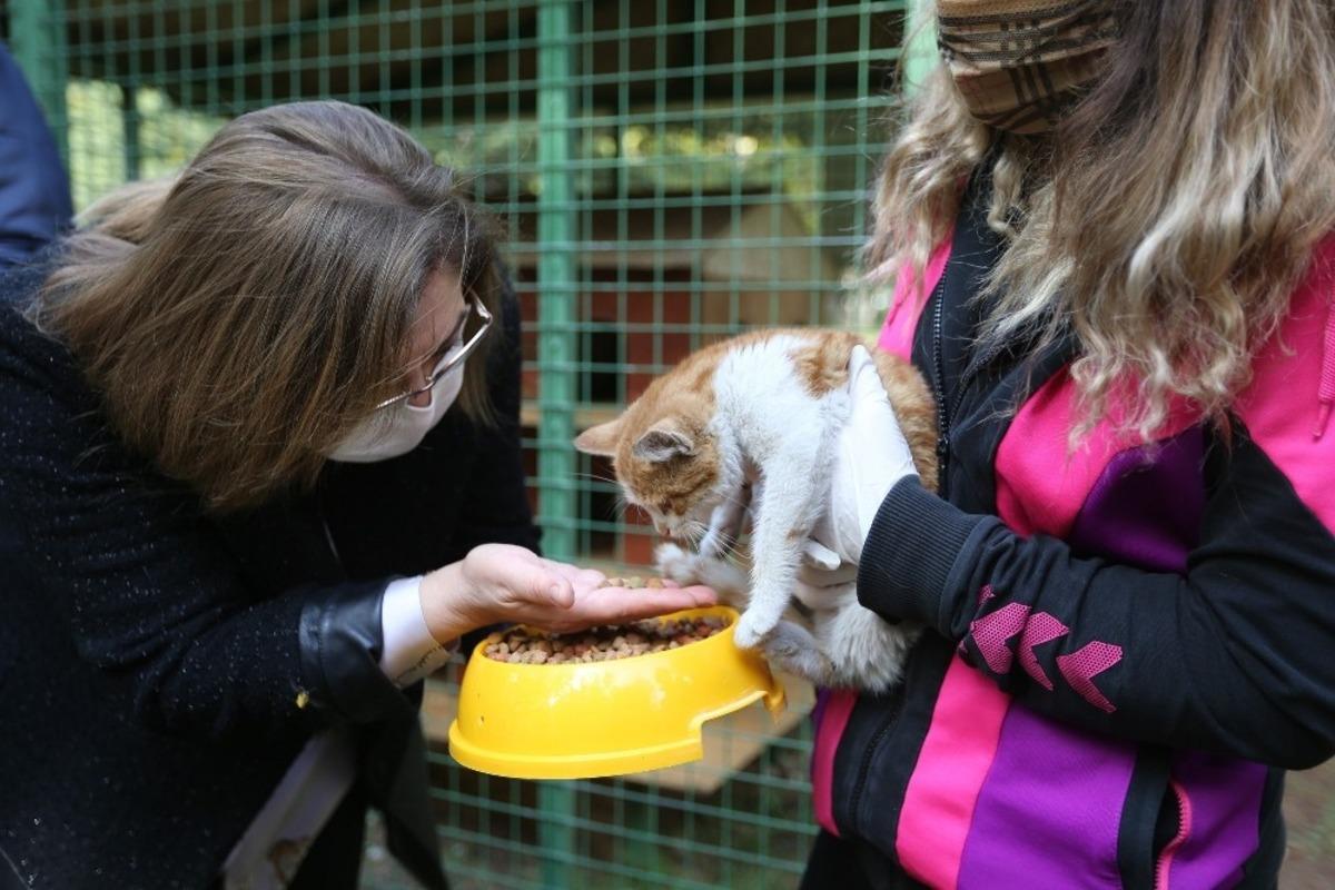 Gaziantep&rsquo;te sokak hayvanları i&ccedil;in iş birliği